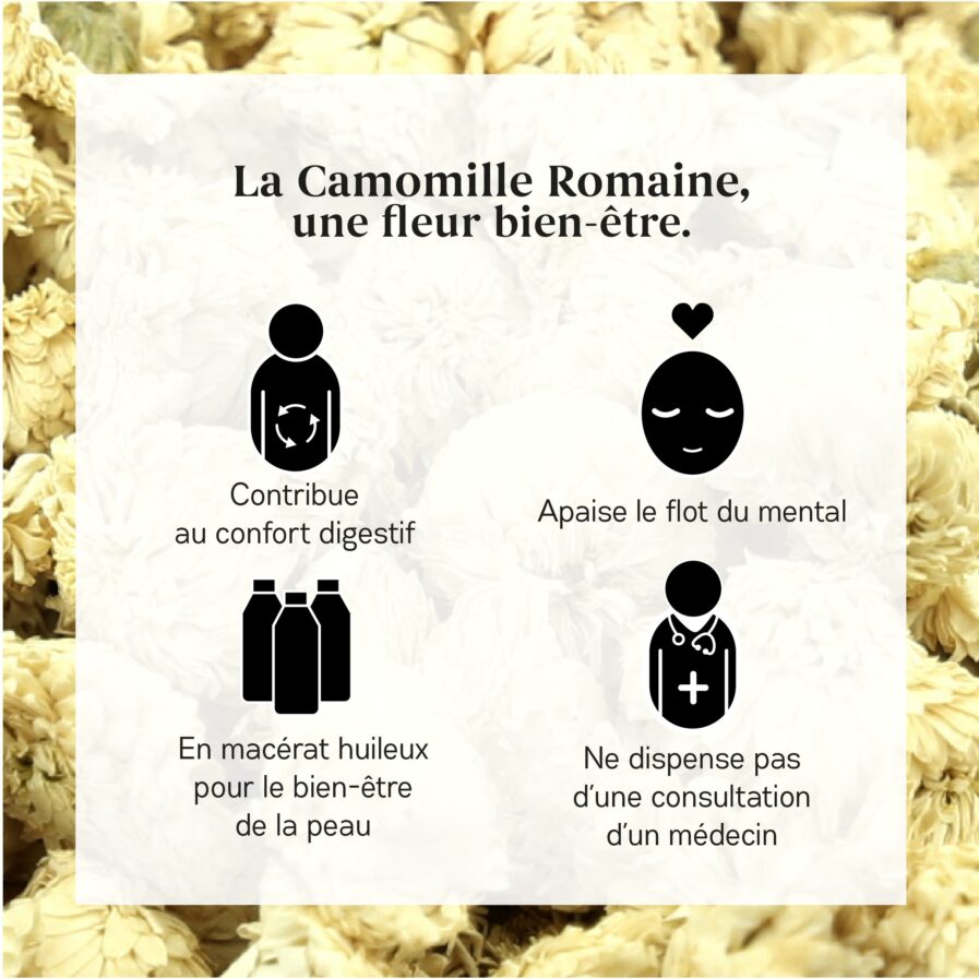 Bienfaits de la Camomille Romaine