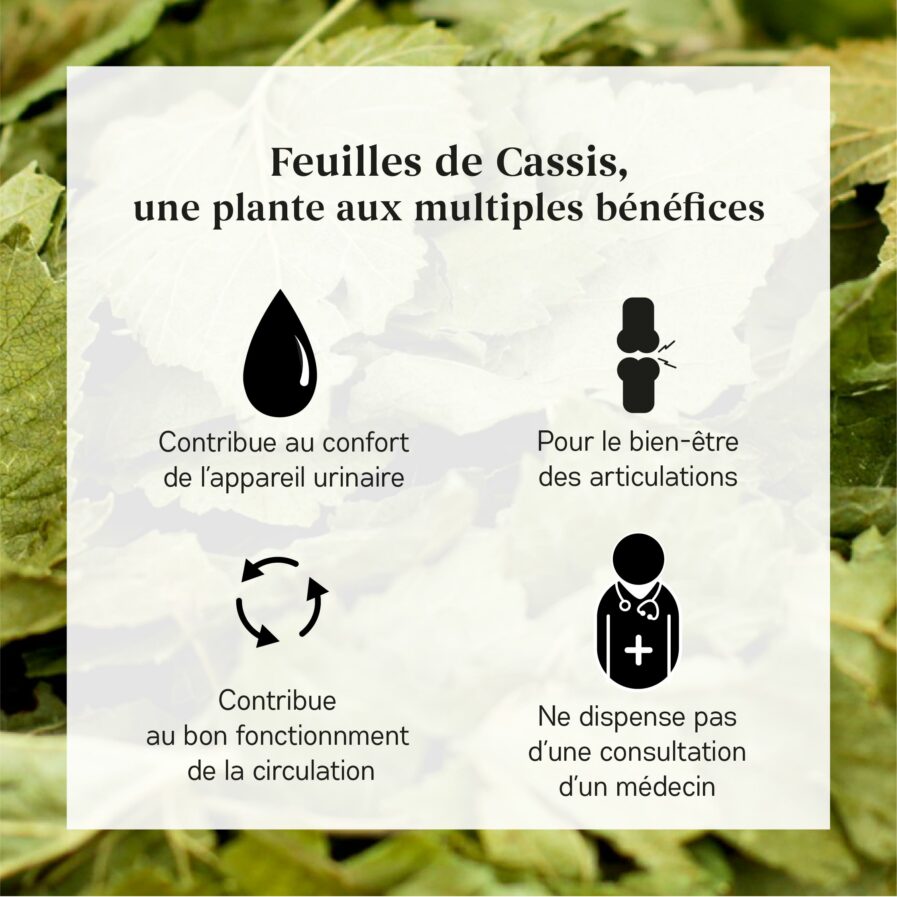 Bienfaits de la feuille de Cassis