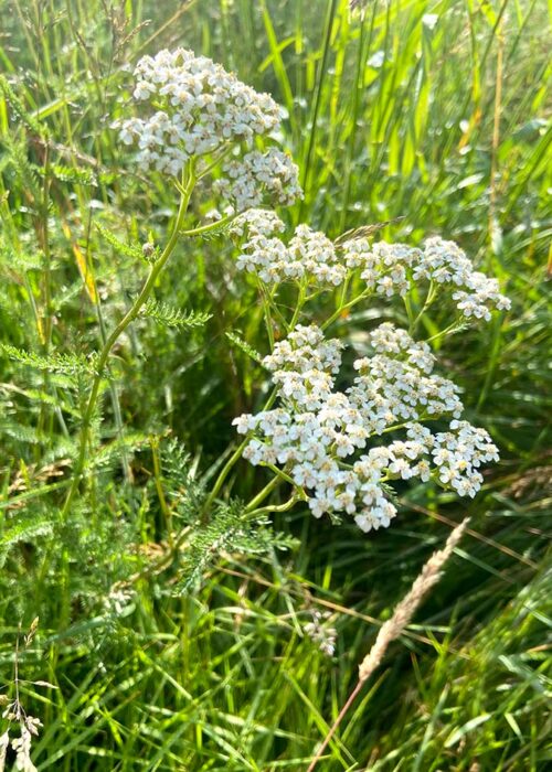 Récolte achillée millefeuille bio dans notre parcelle sauvage