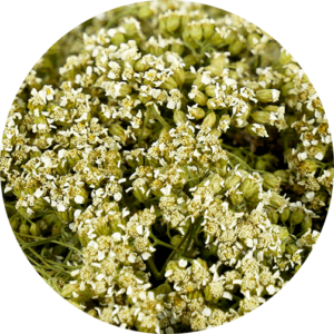 zoom sur l'achillée millefeuille bio issue de nos champs