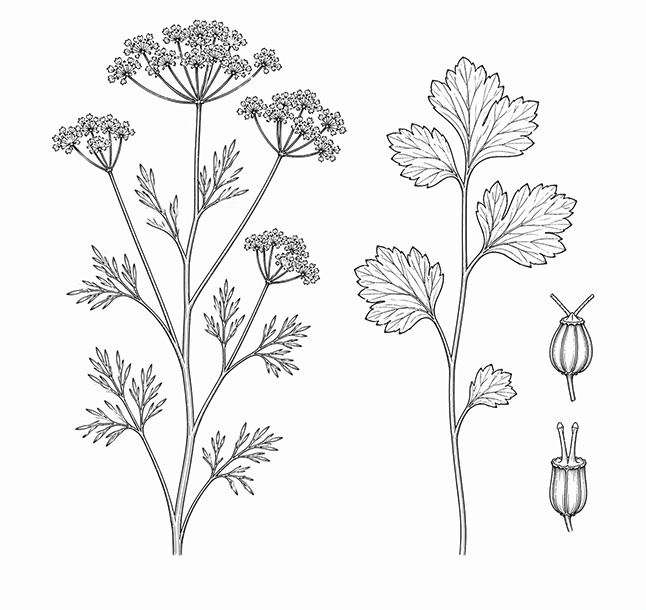 Dessin d'illustration de l'anis vert bio