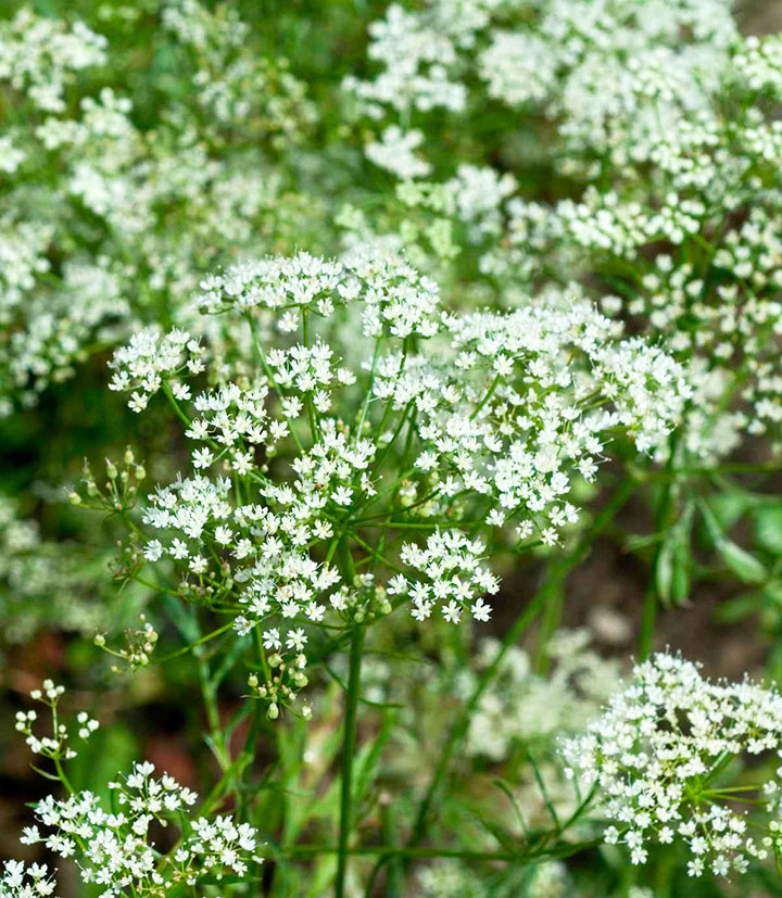 Plants d'anis vert bio