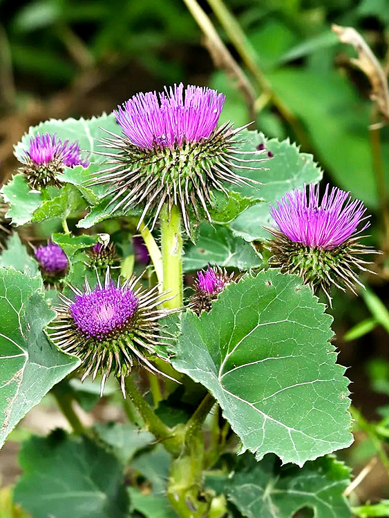Visuel d'un plant de bardane qui donne les racine de bardane bio