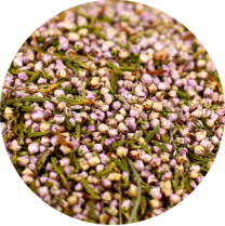 zoom sur la bruyere en fleur entière