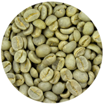 Zoom sur le café vert en grain