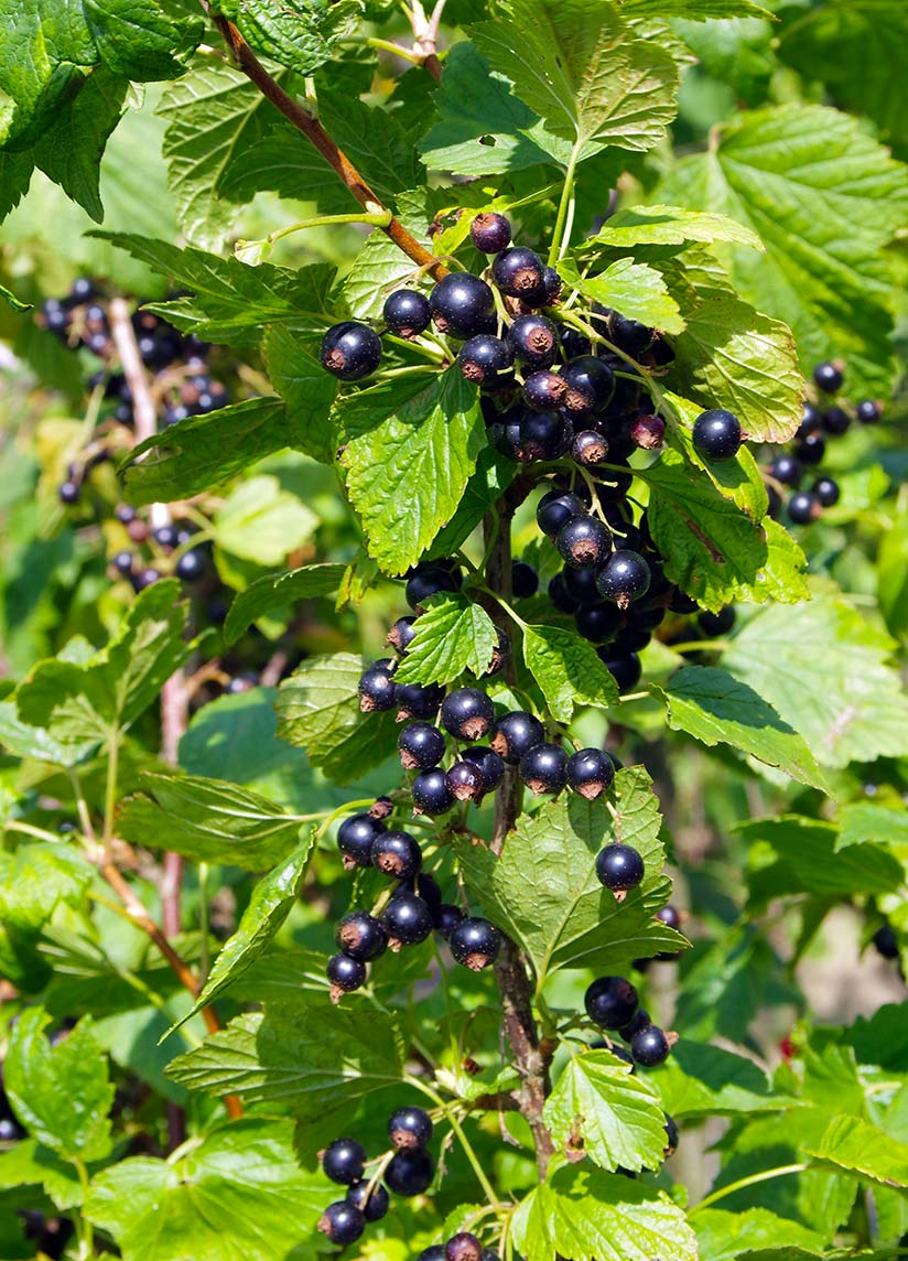 Plant de Cassis qui donne les feuilles de Cassis bio