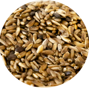 zoom sur les graines de chardon marie bio