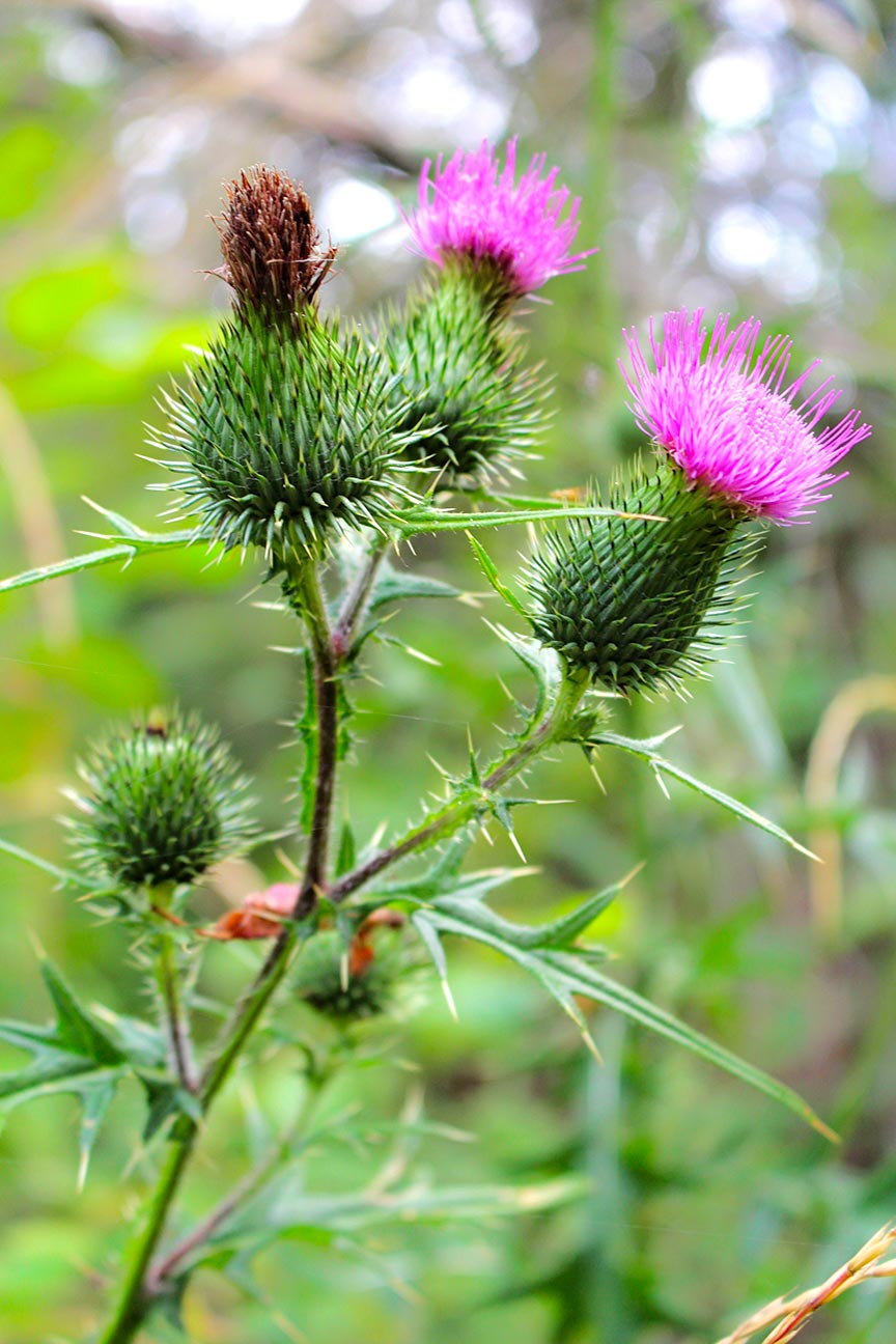 Visuel d'un plant de Chardon Marie en fleurs qui donne par la suite les graines de chardon marie bio