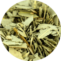 Zoom sur l'eucalyptus en feuille coupé