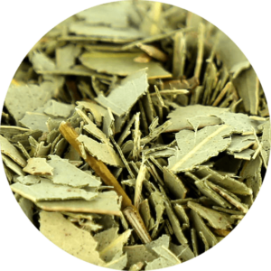 Zoom sur l'eucalyptus en feuille coupé