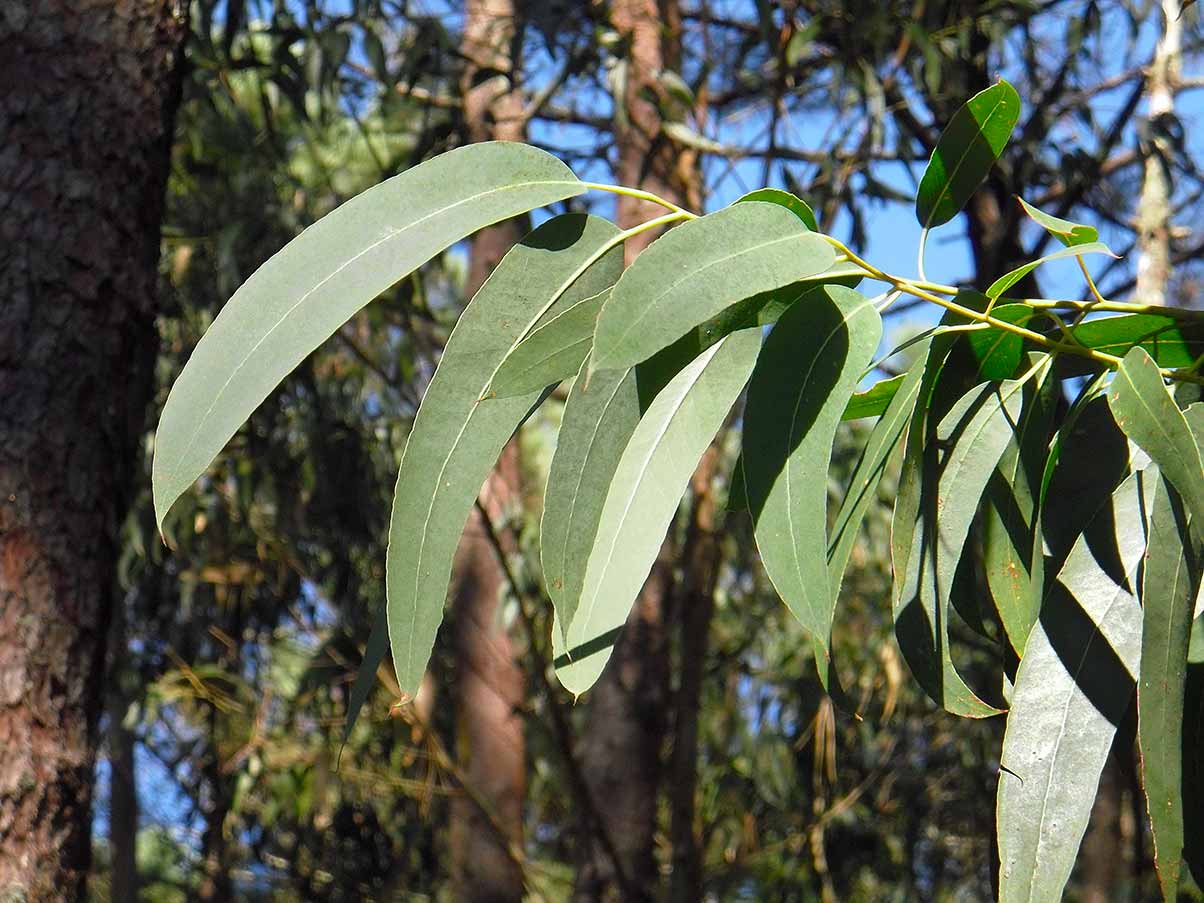 Visuel de feuilles d'eucalyptus bio