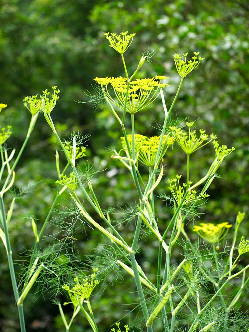 visuel d'un plant de fenouil bio en fleur