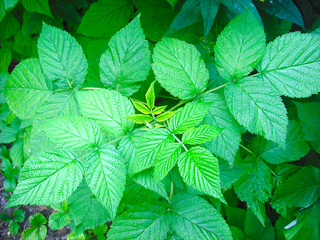 Photo de feuille de framboisier bio