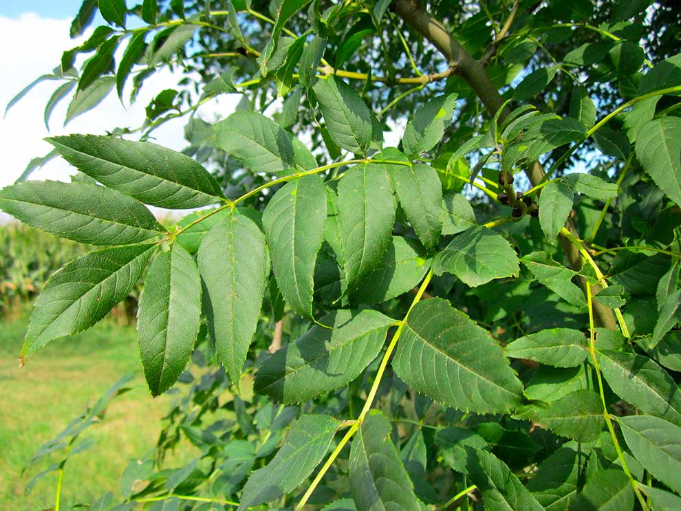 Visuel d'une branche de feuille de frêne bio