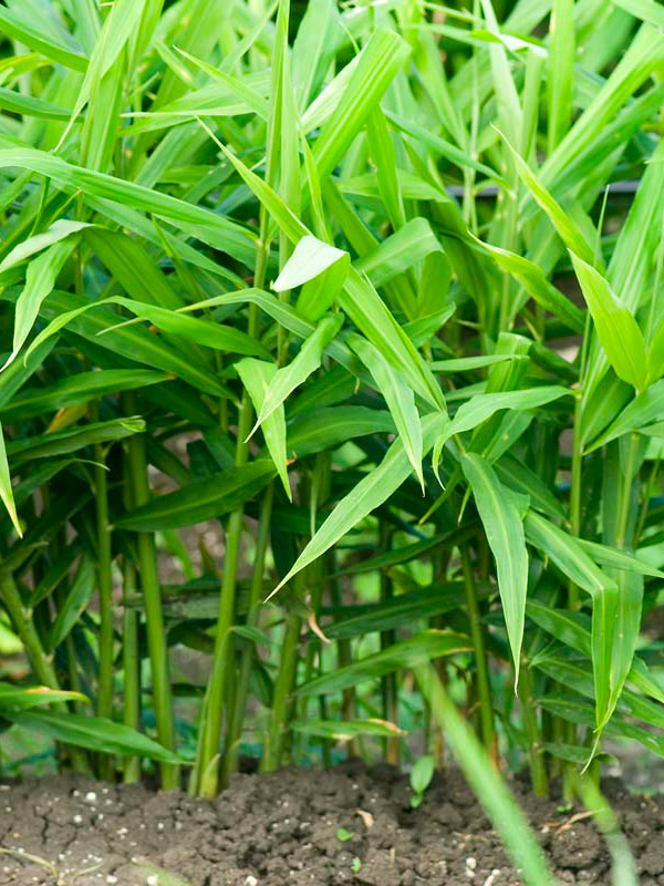 Visuel de plants de Gingembre donnant les racines de gingembre bio