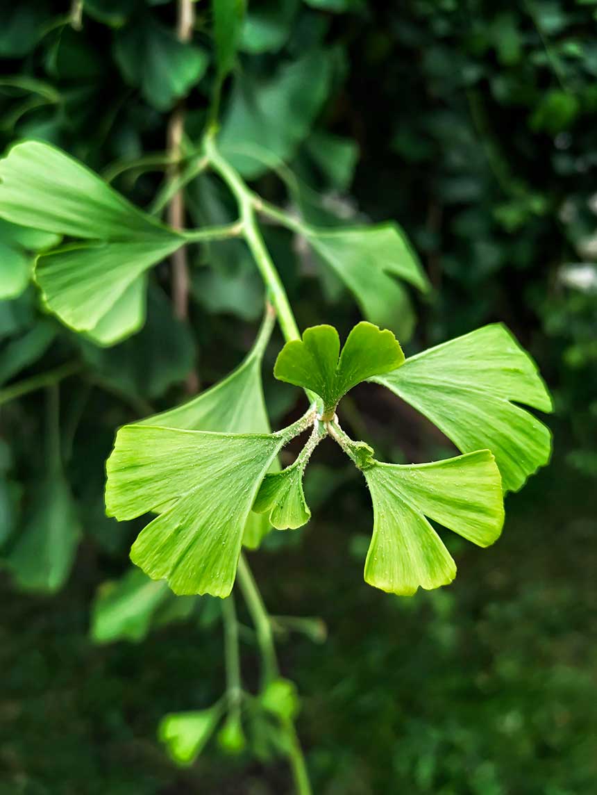 visuel d'une branche avec des feuilles de ginkgo bio