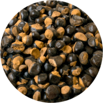 zoom sur le guarana en semence entière