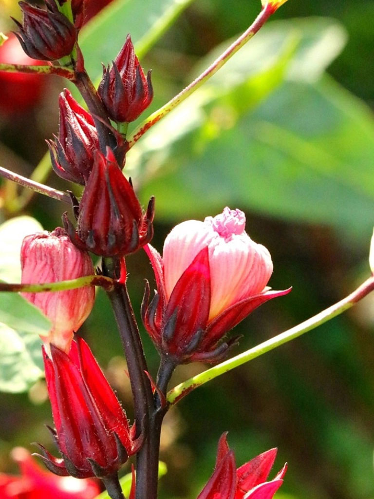 Visuel d'un plant de fleur d'hibiscus bio