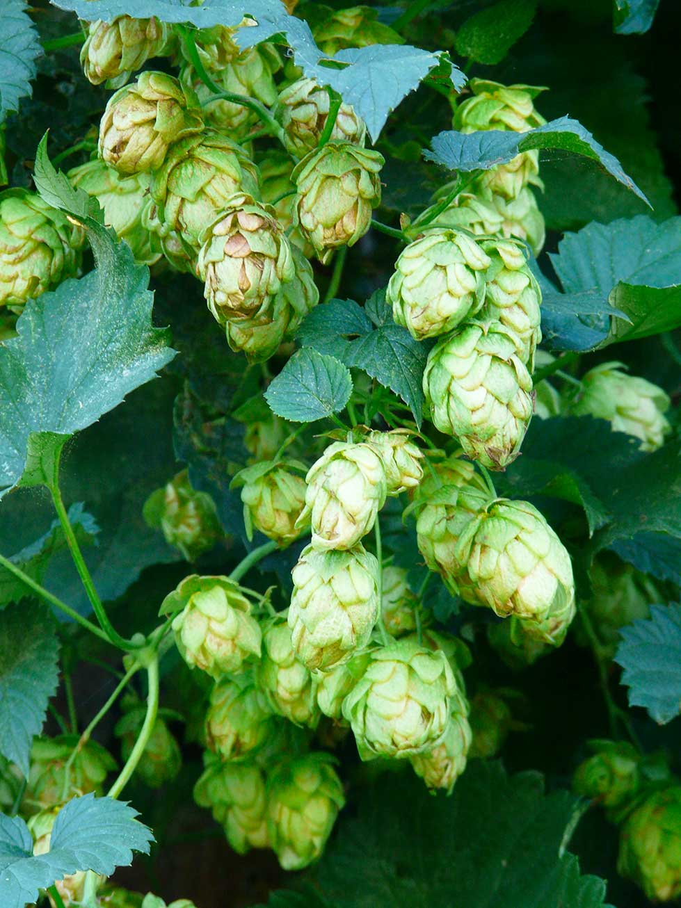 Visuel d'un plant de cônes de houblon bio