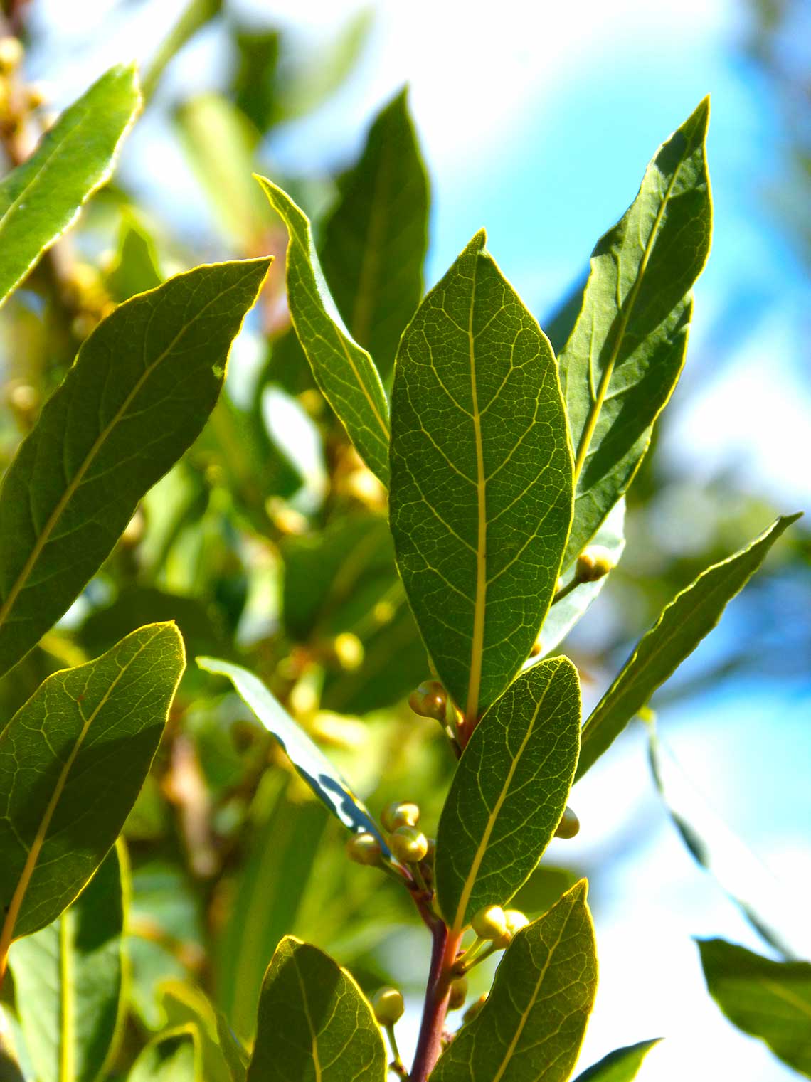 visuel d'un laurier donnant les feuilles de laurier bio