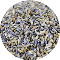 zoom sur la lavande en fleur entière