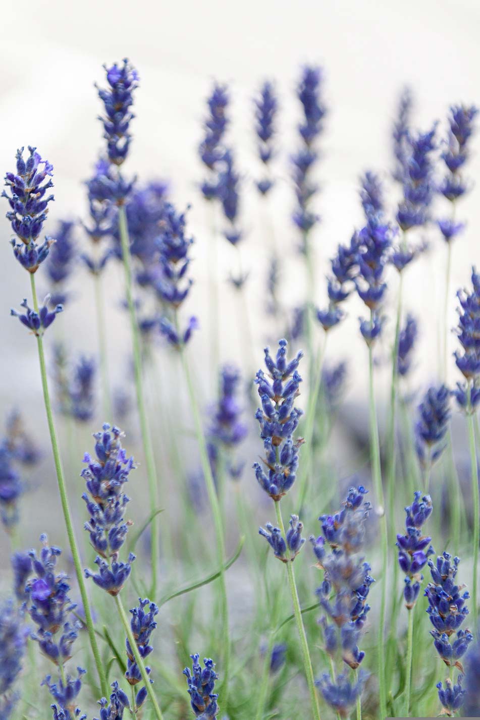 visuel de tiges de lavande qui donnent les fleurs de lavande bio