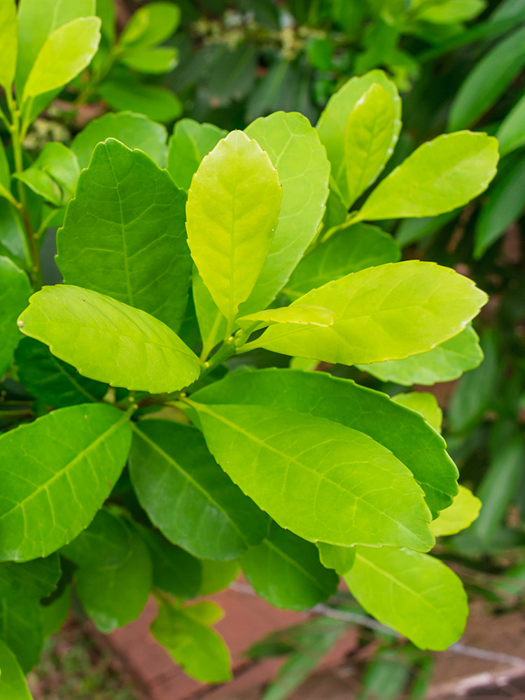 Photo d'un plant de maté donnant les feuilles de mate bio aussi appelé Yerba Mate