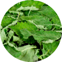 Zoom sur la mélisse en feuille entière