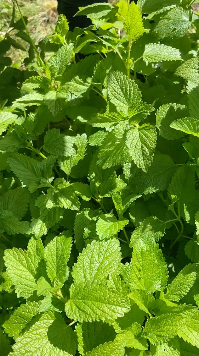 Visuel d'un plant de mélisse donnant les feuilles de mélisse bio