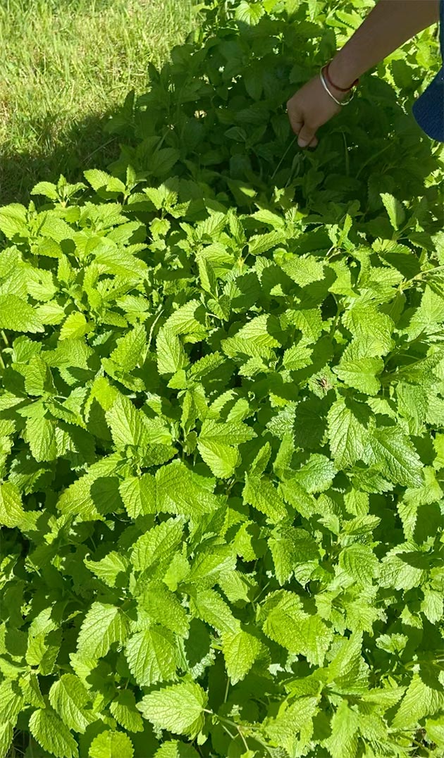 visuel d'une récolte de feuilles de mélisse bio issue de nos champs en corrèze