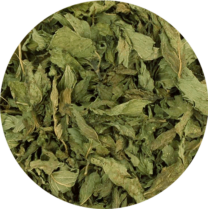 zoom sur la menthe poivrée en feuillle entière