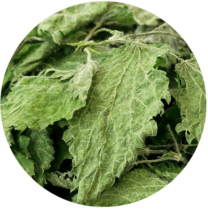 Zoom sur les feuilles d'orties bio origine france issues de nos champs bio en corrèze
