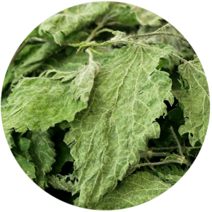 Zoom sur les feuilles d'orties bio origine france issues de nos champs bio en corrèze