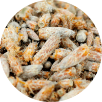 Zoom sur les bourgeon de pin sylvestre