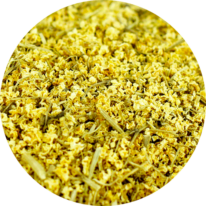 zoom sur le sureau en fleur entière