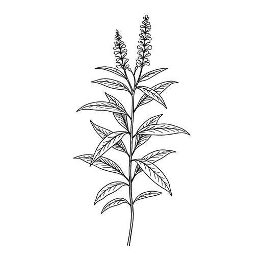 Illustration botanique de la verveine