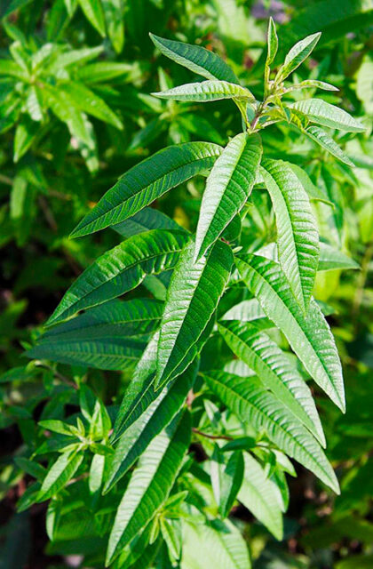 Photo d'un plant de verveine
