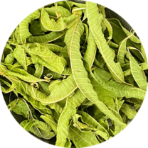 Zoom sur la verveine en feuille entière