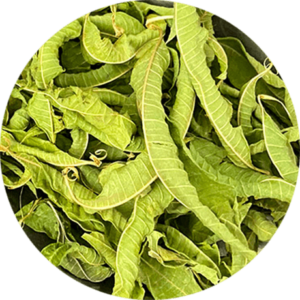 Zoom sur la verveine en feuille entière