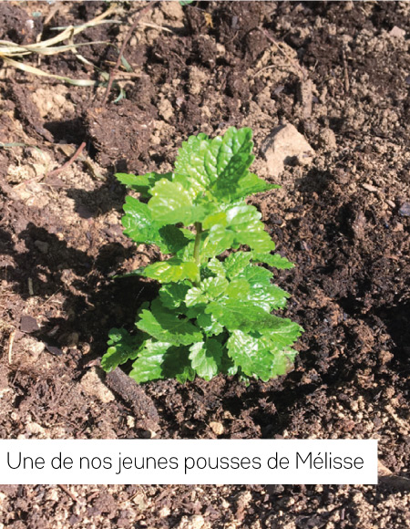 Melisse-MOI