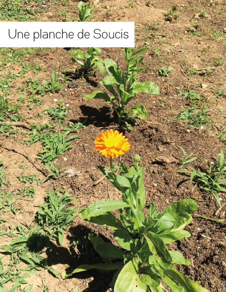 SOUCIS-MOI-plante-bio