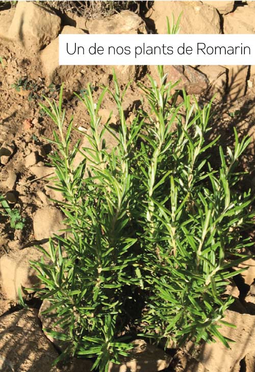 romarin-MOI-plante-bio
