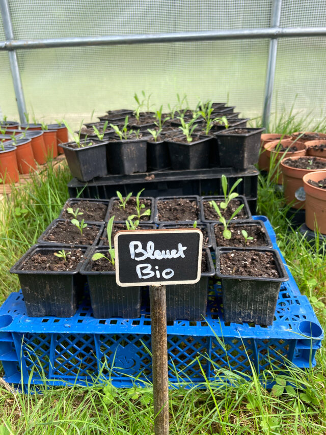 Plants de Bleuet dans notre serre
