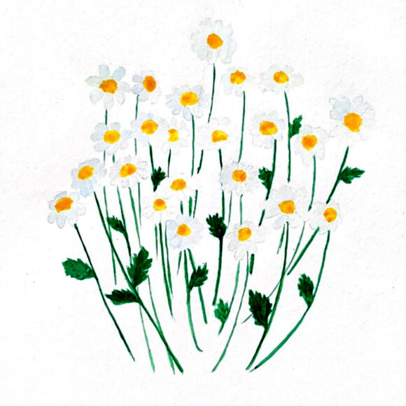Illustration herboriste de la camomille matricaire