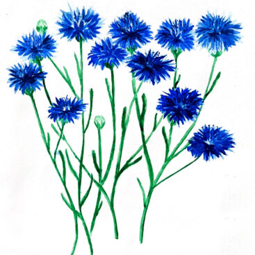 Fleurs de Bleuet aquarelle