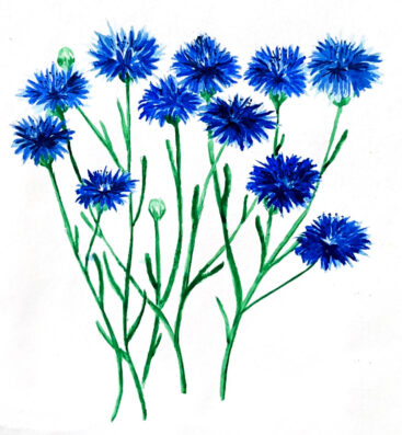 Fleurs de Bleuet aquarelle