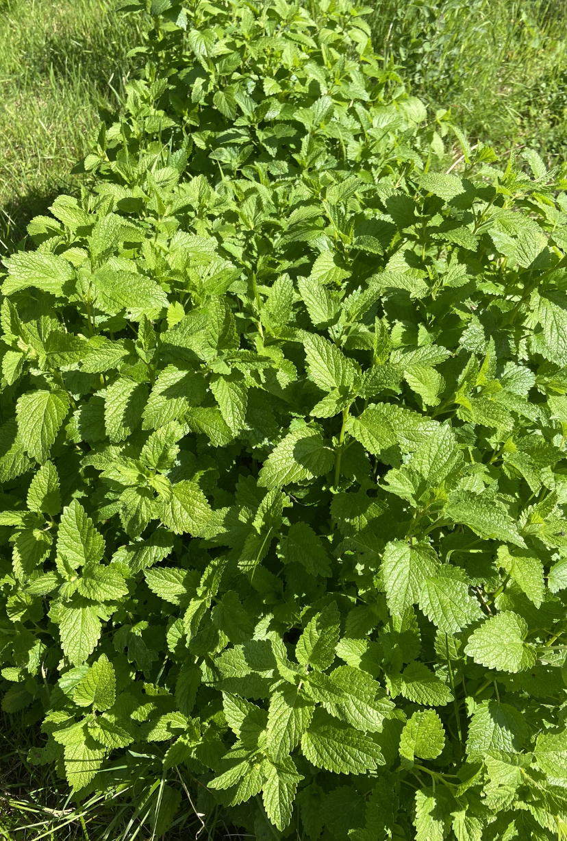 Mélisse bio française issue de nos champs bio en Corrèze.