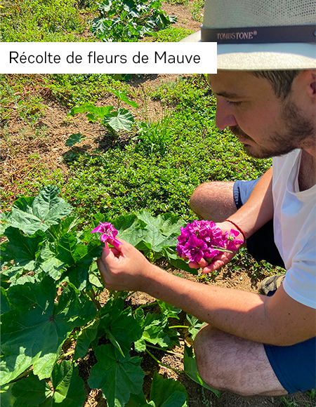 Récolte de la Mauve