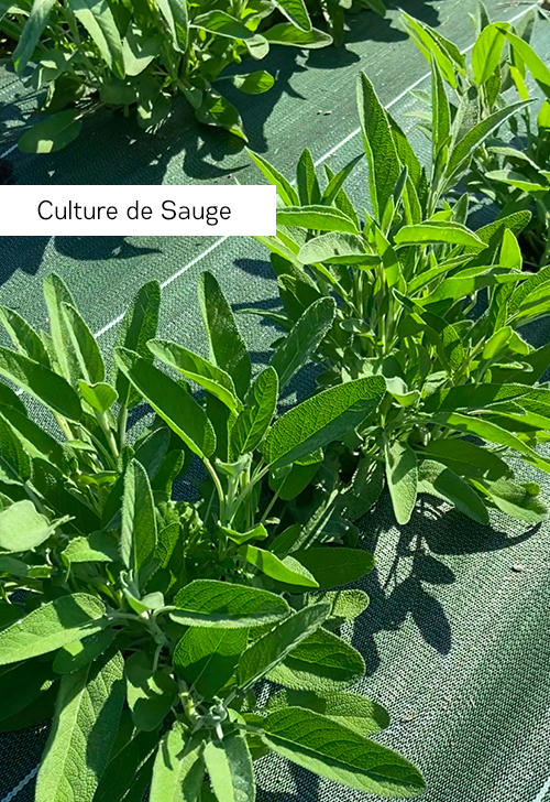 Culture de Sauge