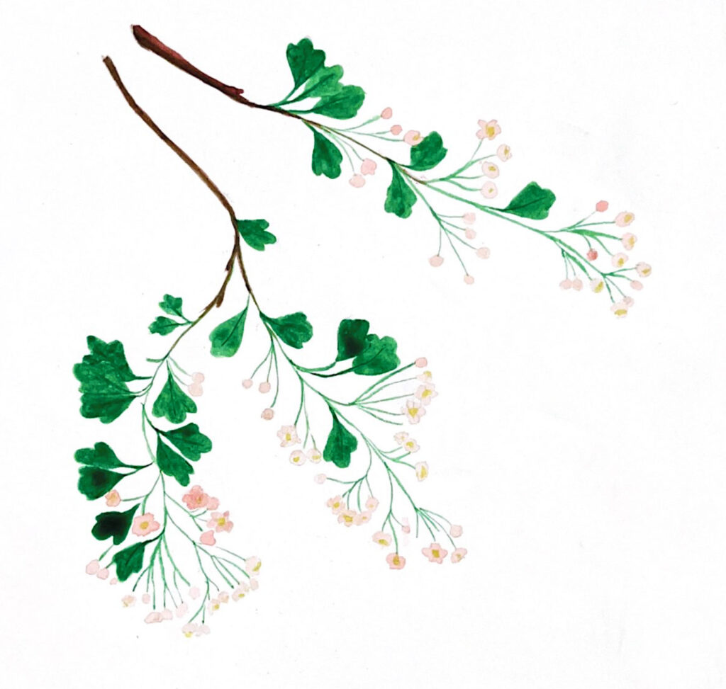 Les bienfaits de l'aubépine